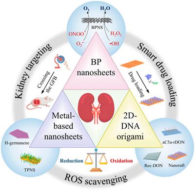 2D-nanomaterials for AKI treatment